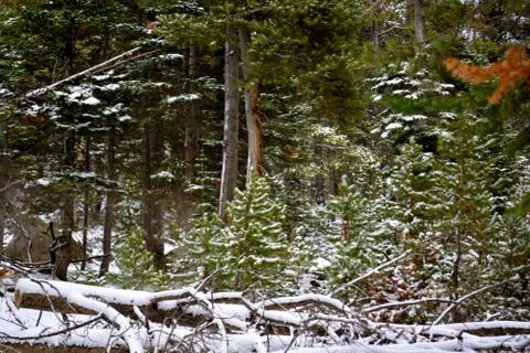 Rmnp  - 252 写真素材