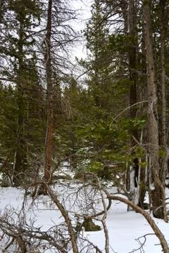 Rmnp  - 267 Stock Photos