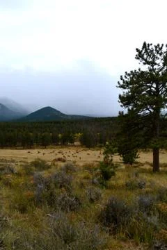 Rmnp  - 391 Stock Photos