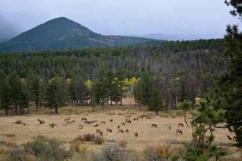 Rmnp  - 396 Фото