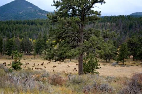 Rmnp  - 409 写真素材