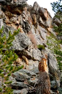 Rmnp  - 438 Stock Photos