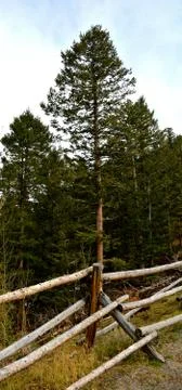 Rmnp  - 532 스톡 사진