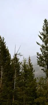 Rmnp  - 545 写真素材