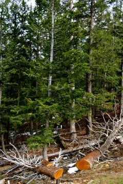 Rmnp  - 549 写真素材