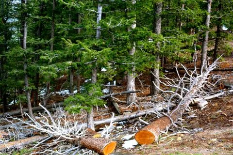 Rmnp  - 551 스톡 사진