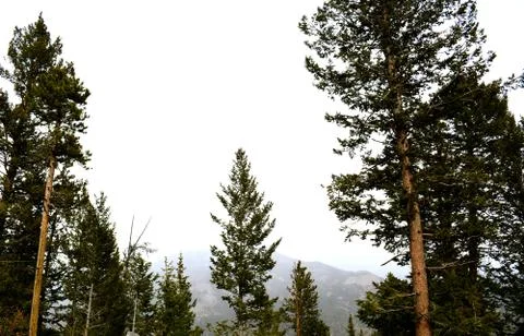 Rmnp  - 553 写真素材