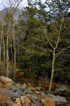 Rmnp  - 574 스톡 사진