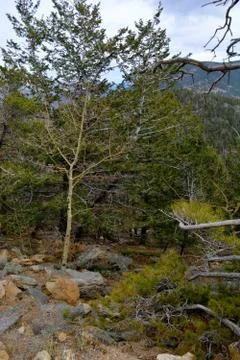 Rmnp  - 577 写真素材