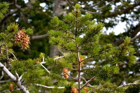 Rmnp  - 587 Stock Photos