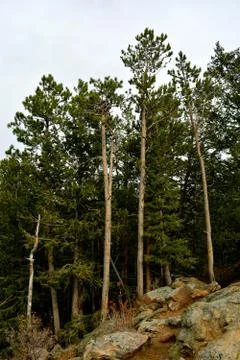 Rmnp  - 718 스톡 사진