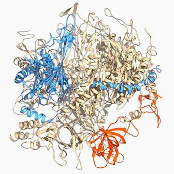 RNA exosome complex, molecular model 스톡 일러스트