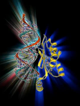 RNA interference viral suppressor and RNA Stock Illustration