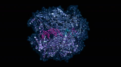 RNA polymerase 2, rotating model of a transcribing protein Stock Footage 59834123
