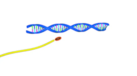 RNA POLYMERASE Stock Footage 43059585