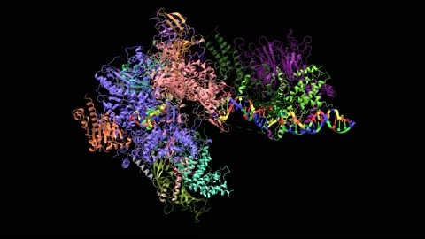 RNA polymerase I pre-initiation complex DNA opening conformation changes Stock Footage 147714830