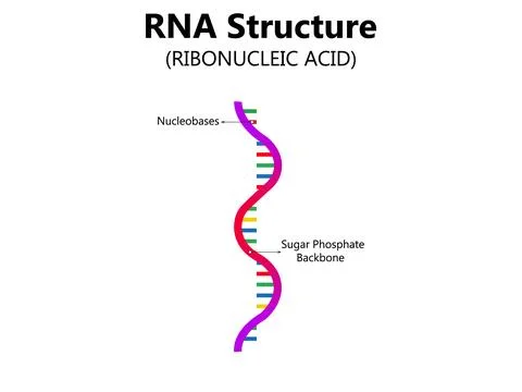 RNA (Ribonucleic acid). The structural formula of adenine, cytosine Stock Illustration