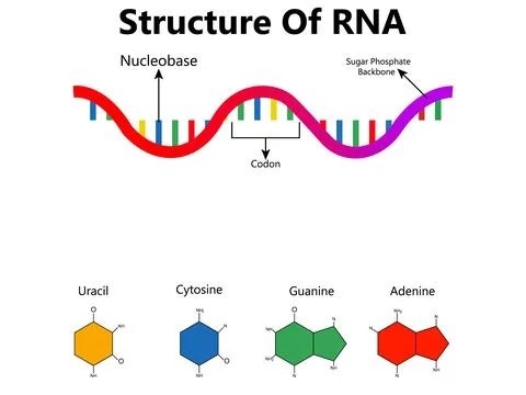 RNA (Ribonucleic acid). The structural formula of adenine, cytosine Stock Illustration