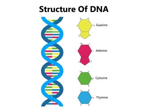 RNA (Ribonucleic acid). The structural formula of adenine, cytosine Stock Illustration