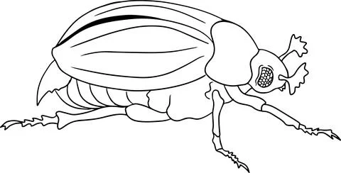 Roach. Beetles coloring pages. Vector, hand drawn illustration. Stock Illustration