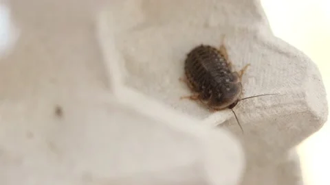 Roach in Breeding Box 動画素材 151421673