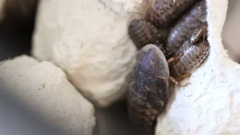 Roach Breeding Box 動画素材 151421701