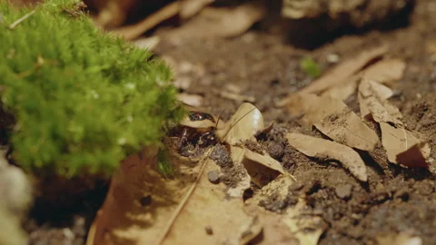 Roach Bug in 4K Ultra HD 動画素材 261482787