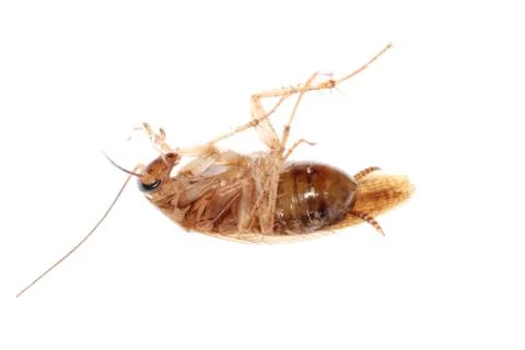 Roach bug isolated Foto stock