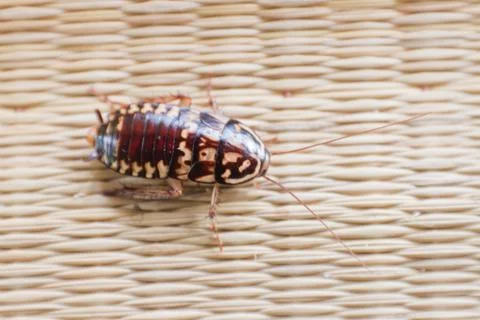 Roach on canvas mat. Stock Photos