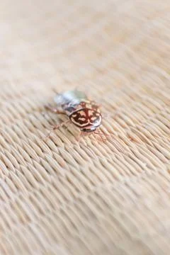 Roach on canvas mat. Stock Photos