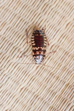 Roach on canvas mat. Stock Photos