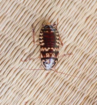 Roach on canvas mat. Stock Photos