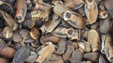 Roach colony ( Blaberus discoidalis ) Stock Footage 85640250