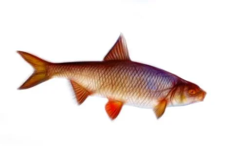 Roach, colour sketch of fish Stock Photos