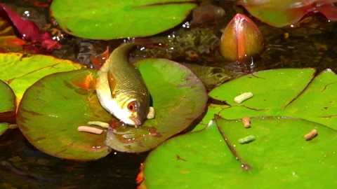 Roach crampling out of water on water lily to feed, slow motion wildlife 스톡 동영상 200880288