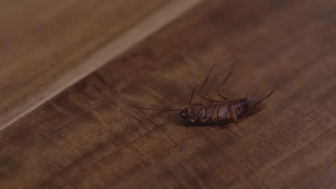 Roach dying on floor close up Stock Footage 279860657