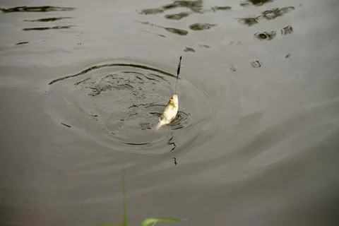 Roach fish being caught and pulled out of the water. Catching fish, fishing. Foto stock