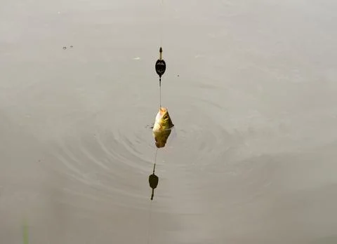 Roach fish being caught and pulled out of the water. Catching fish, fishing. Stock Photos