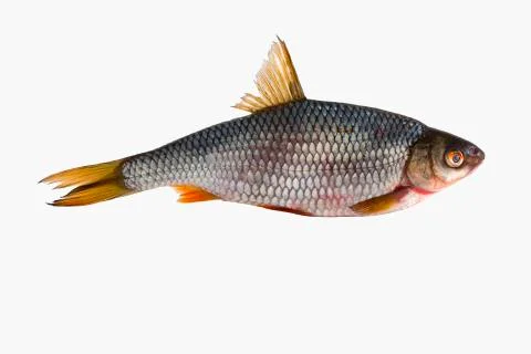 Roach fish isolated on white background Stock Photos