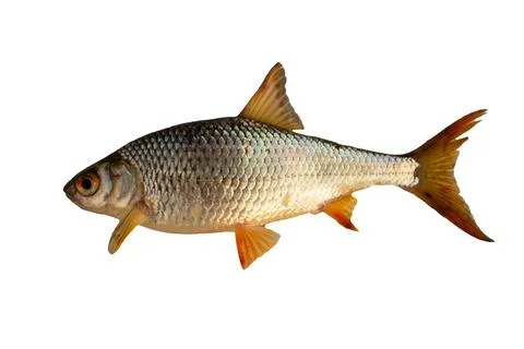 Roach fish isolated on a white background Stock Photos
