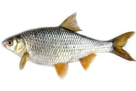 Roach fish isolated on a white background Stock Photos