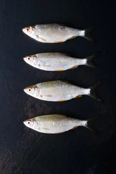 Roach fish or rutilus fish on black metal background with pieces of ice Foto stock