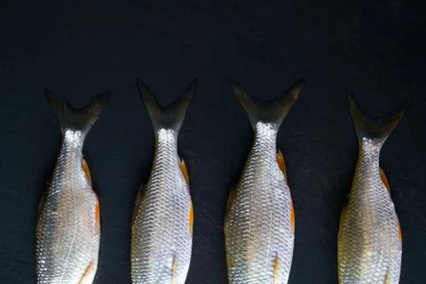 Roach fish or rutilus fish on black metal background with pieces of ice Foto stock