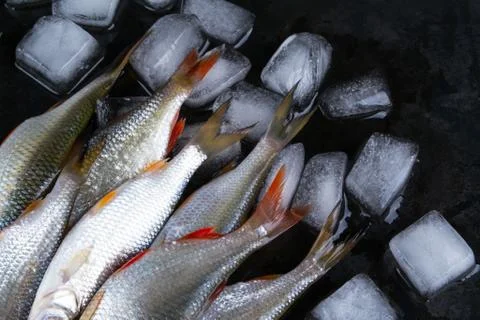 Roach fish or rutilus fish on black metal background with pieces of ice Stock Photos