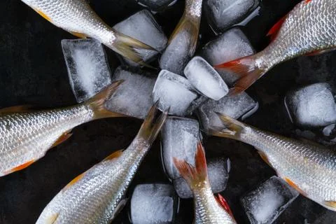 Roach fish or rutilus fish on black metal background with pieces of ice Stock Photos