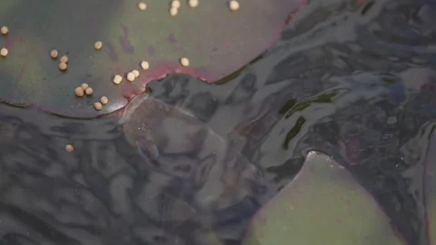 Roach fish tries to grab food on a water lily Stock Footage 276410903