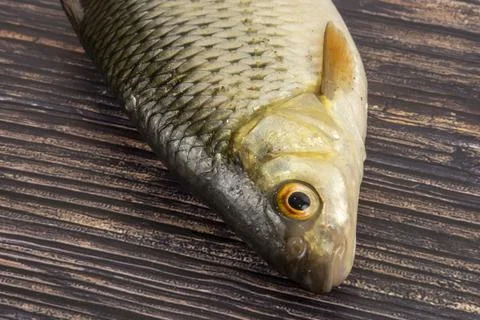 Roach fish on a wooden background Stock Photos