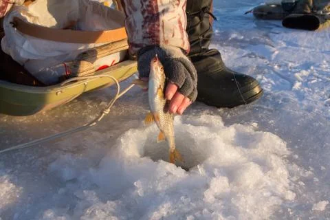 Roach fishing Stock-Fotos