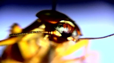 Roach 動画素材 1045287