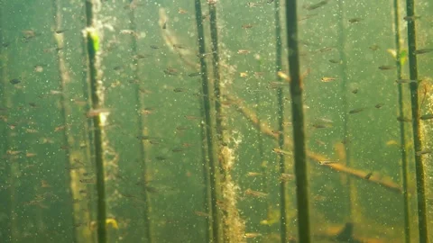 Roach fry swimming with pollen floating in sunlight Stockbeeldmateriaal 270476323